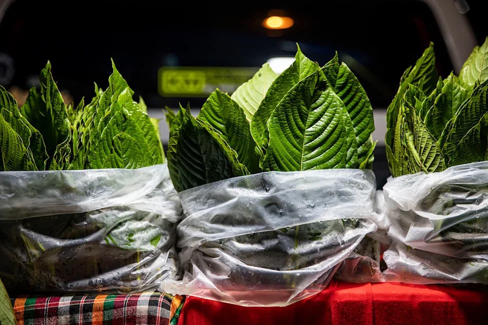 Why the DEA Is Targeting Kratom: The Case Against 7‑OH and Synthetic Derivatives