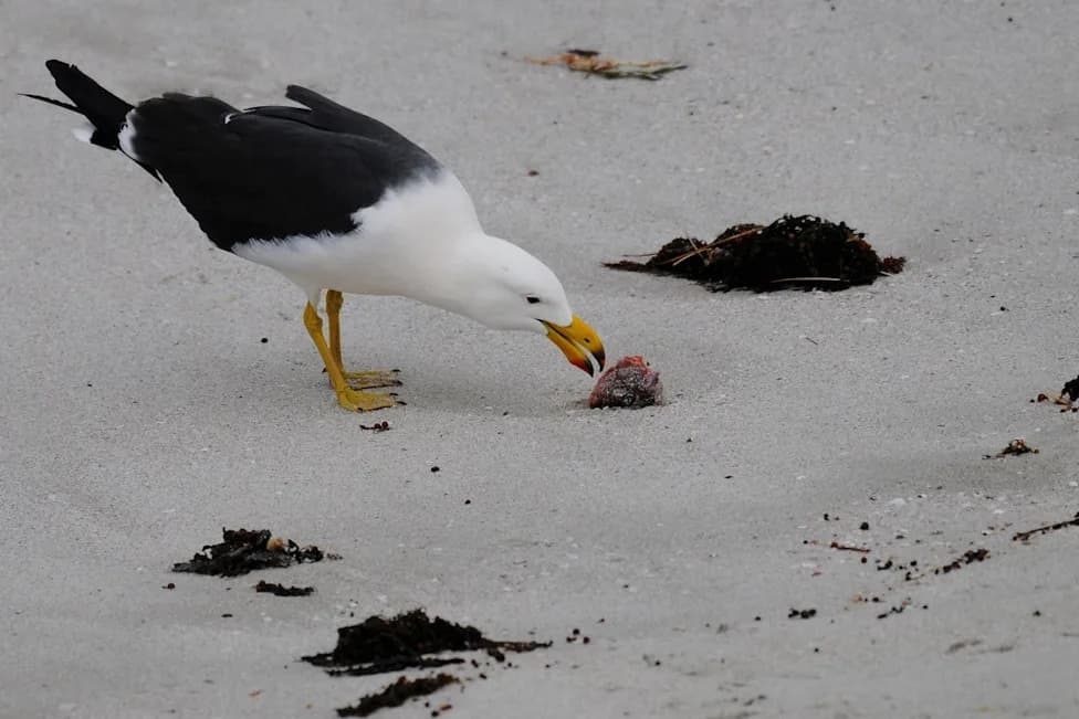 First Local H5N1 Case Confirmed In Native Australian Seabird; Authorities Urge Vigilance