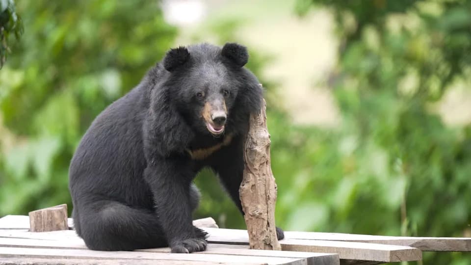 Moon Bears Step Onto Grass for First Time After Rescue From Illegal Bile Farm