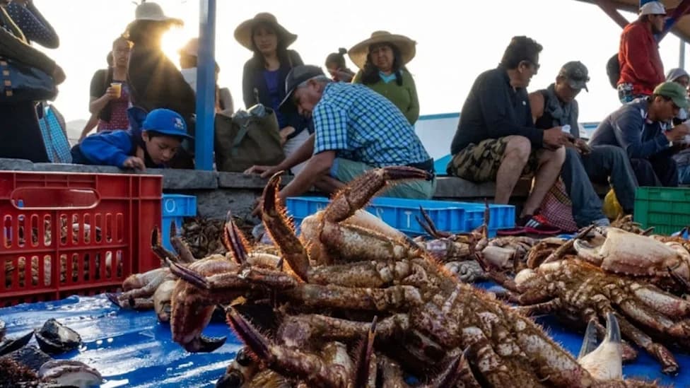 Chile Adopts Stronger Protections for 14 Species in the Humboldt Current — Source of 15% of Global Seafood