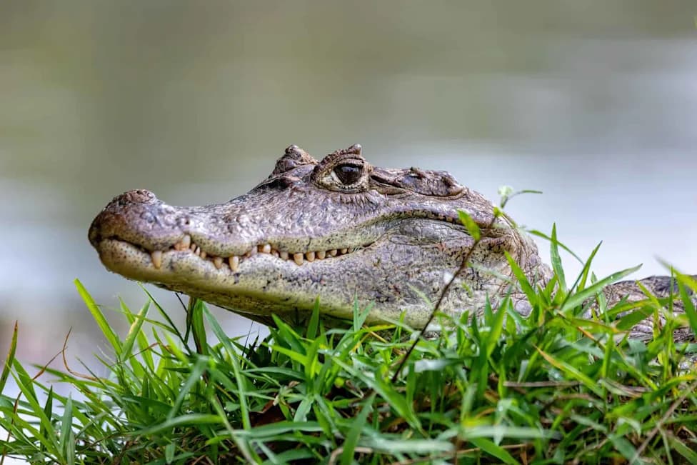 How Comic-Book Ads and the Pet Trade Helped Release Invasive Caimans Into Florida