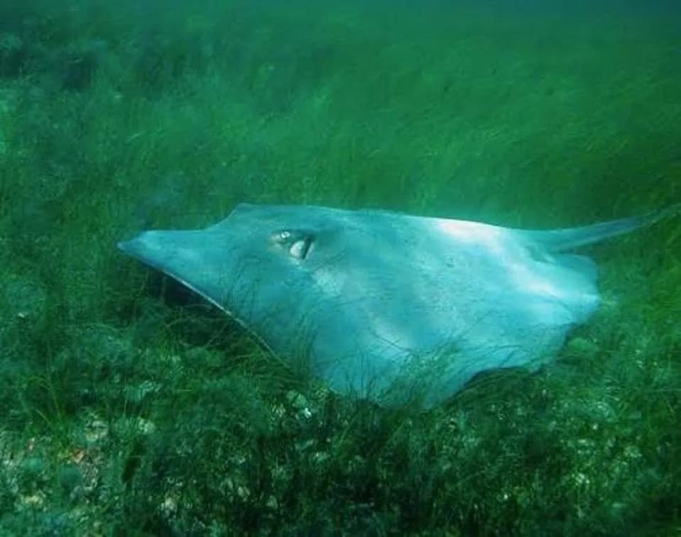 What Stingray Muscle Chemistry Reveals About Life in Coastal Waters