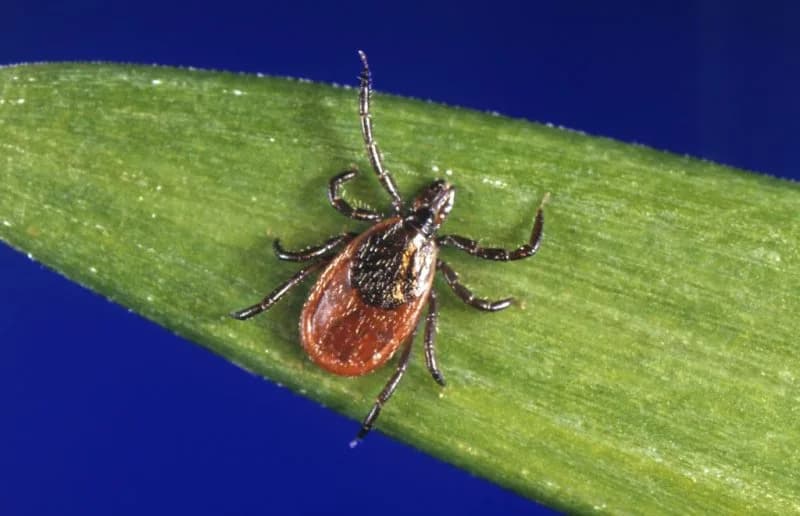 Which Ticks Live in Your State — And the Diseases They Can Spread