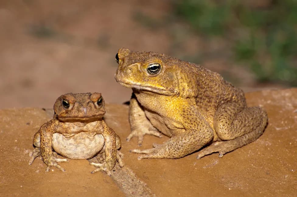 How Native Predators Are Turning the Tide Against Australia’s Cane Toad Plague—For Free