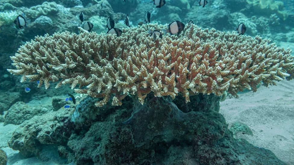 Carbon Bombs Threaten Scott Reef — World‑Class Wave and Vital Coral System at Risk