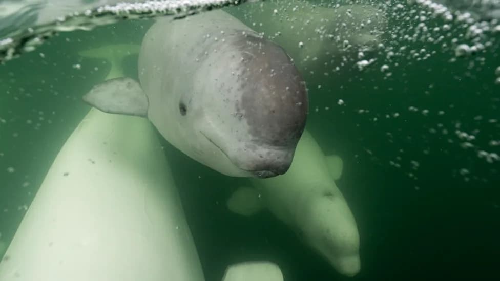 Beluga Cam Returns July 15 (Arctic Sea Ice Day) — Live Above‑ and Below‑Water Feeds + New Svalbard Polar Bear Tracker