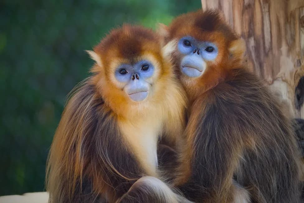 How Primates Could Hold the Key to Preventing a Sixth Mass Extinction