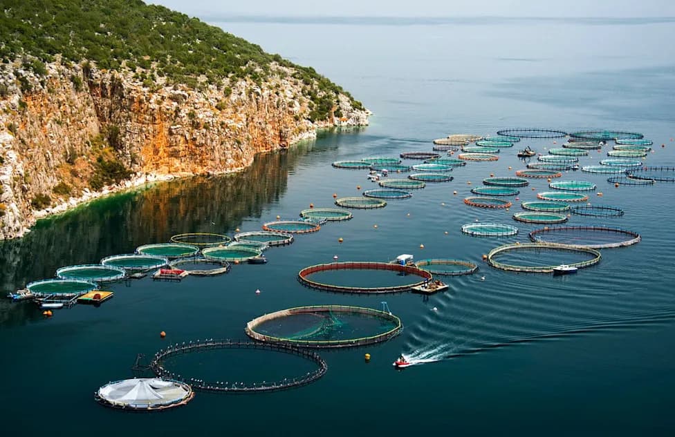 Farmed Seafood Tops 100 Million Tonnes in 2024 — A Turning Point for Global Protein