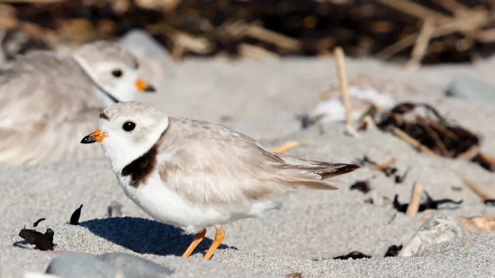 Endangered Great Lakes Piping Plovers Return to Green Bay for 10th Straight Nesting Season