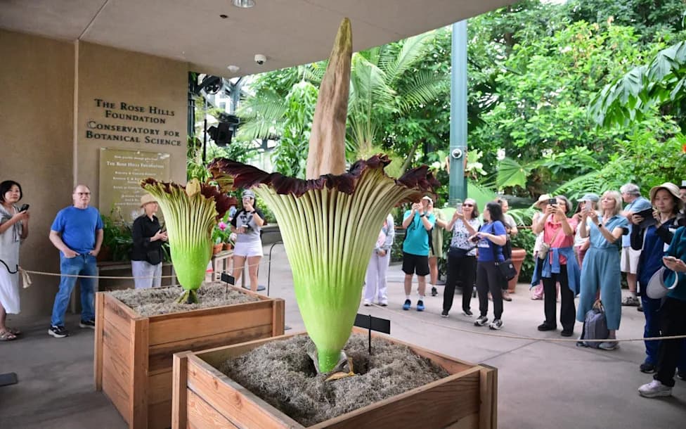 Rare Double Bloom at The Huntington: Two ‘Corpse Flowers’ Draw Over 7,000 Visitors