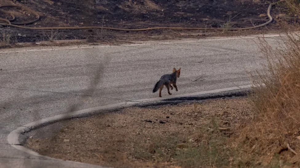 Tiny Cozumel Fox, Long Thought Extinct, Reappears Roadside — Scientists Rush to Protect It