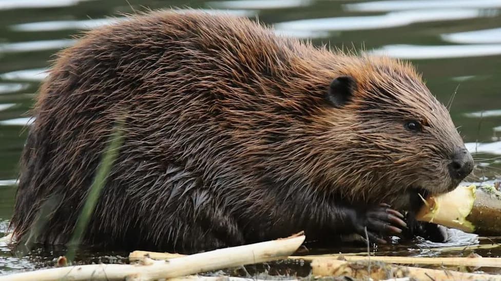 Beavers Near Cumbria Could Be Officially Reintroduced After Natural England Invite