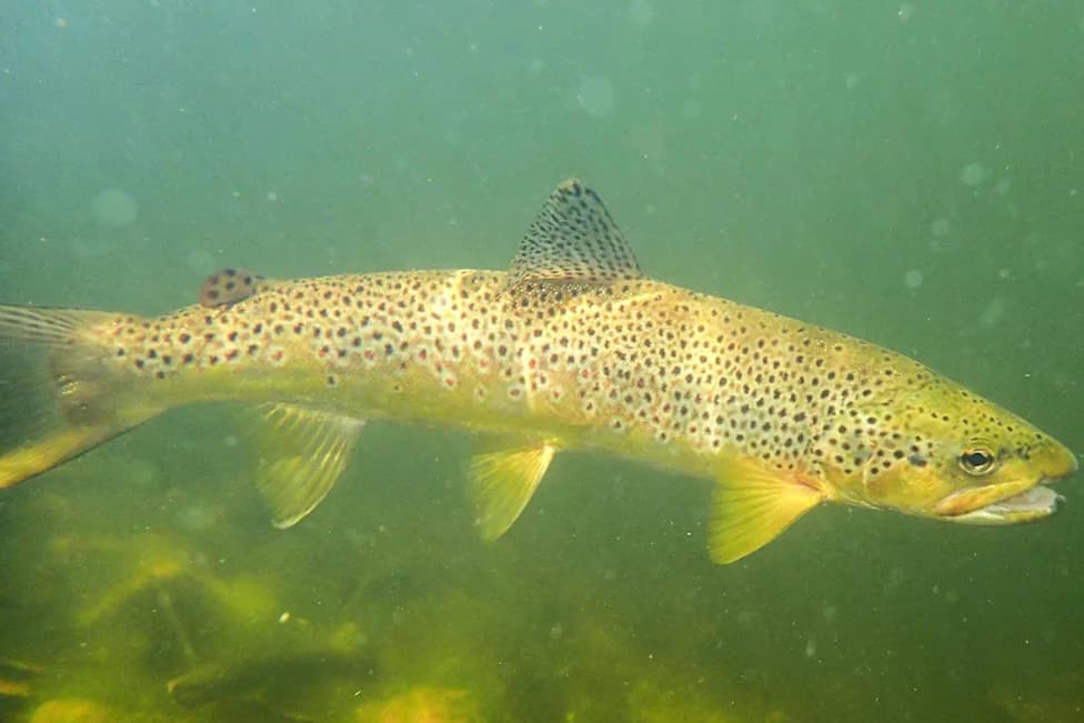 Huge 'Franken-Trout' Near Scottish Salmon Farms Reach 20 lbs, Sparking Environmental Row