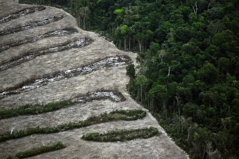 Collapse of Amazon Soy Moratorium Could Unlock 1.4M Hectares of New Deforestation — Study