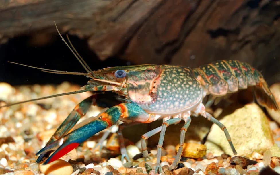 Invasive Australian Redclaw Crayfish Could Reach Botswana’s Okavango Delta Within a Decade