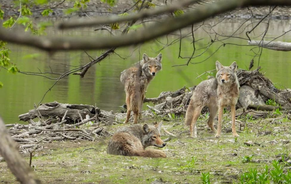 14-Year-Old Escapes After Three Coyotes Attack While Biking Through Ottawa Park