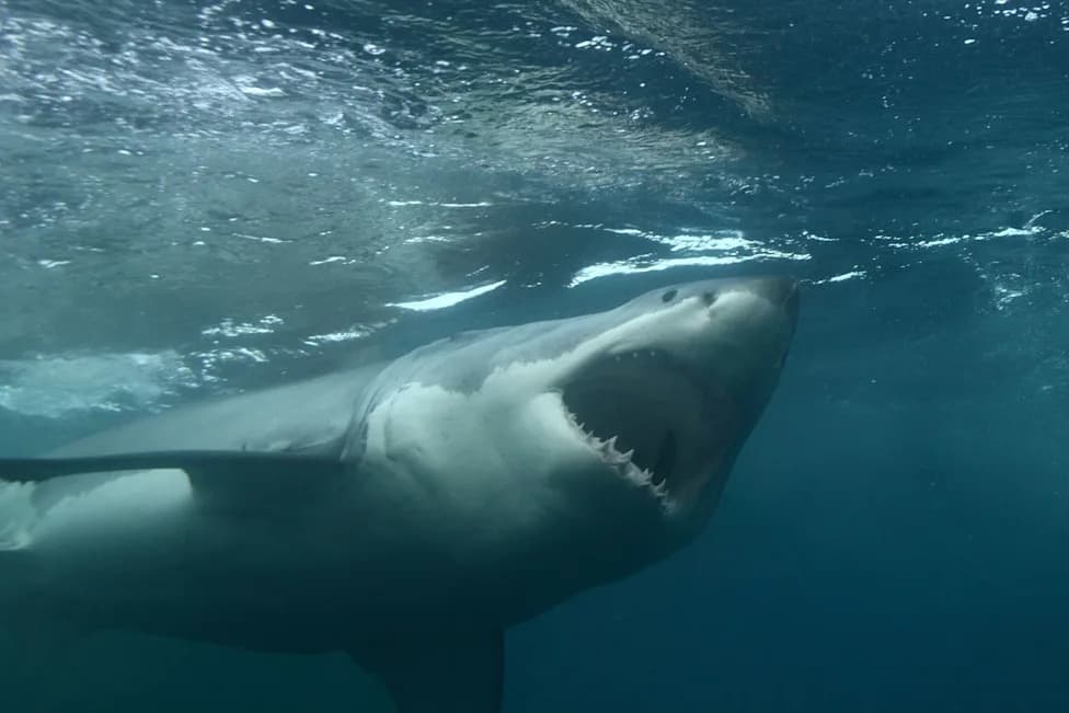 Shark Bites Rise in Australia as Heavy Rain, Murky Water and Warmer Seas Push Sharks Closer to Shore