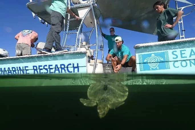 Baby Turtles vs. Predators, Heat and Budget Cuts — How One Group Is Fighting Back