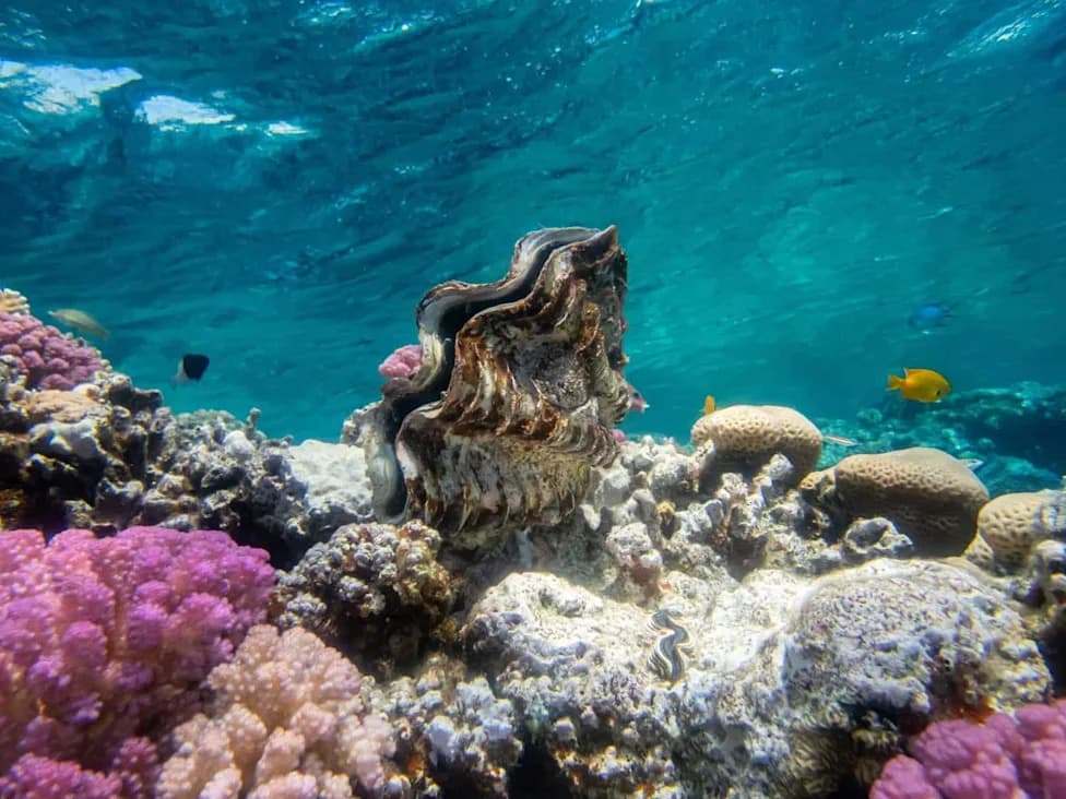 Deep-Sea Mining Is Quietly Erasing Species We’ve Never Met, IUCN Warns