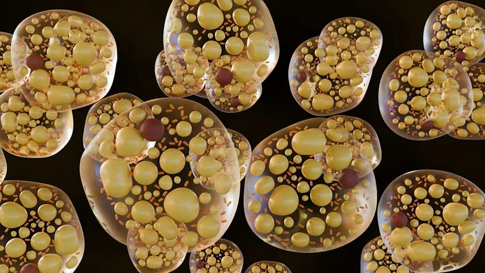 Scientists Discover 'Mitch' — A Protein Switch That Turns Off Fat Storage and Boosts Fat Burning