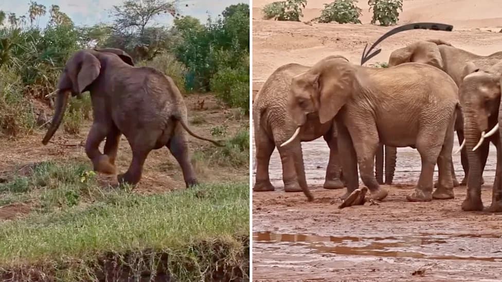 Adopted by a New Herd: How Ringlet the Elephant Rebuilt Her Life After Poaching