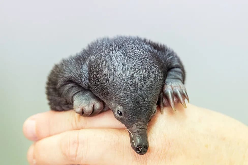 San Diego Zoo Safari Park Welcomes Rare Twin Echidna 'Puggles' — One Receiving Veterinary Care