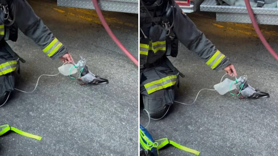 Oakland Firefighters Give Oxygen to Smoke‑Stricken Pigeon; 15‑Second Video Goes Viral