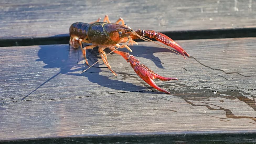 Invasive Crayfish Turn Up On Ohio Patios — Self-Cloning Marbled Crayfish Could Pose Bigger Threat