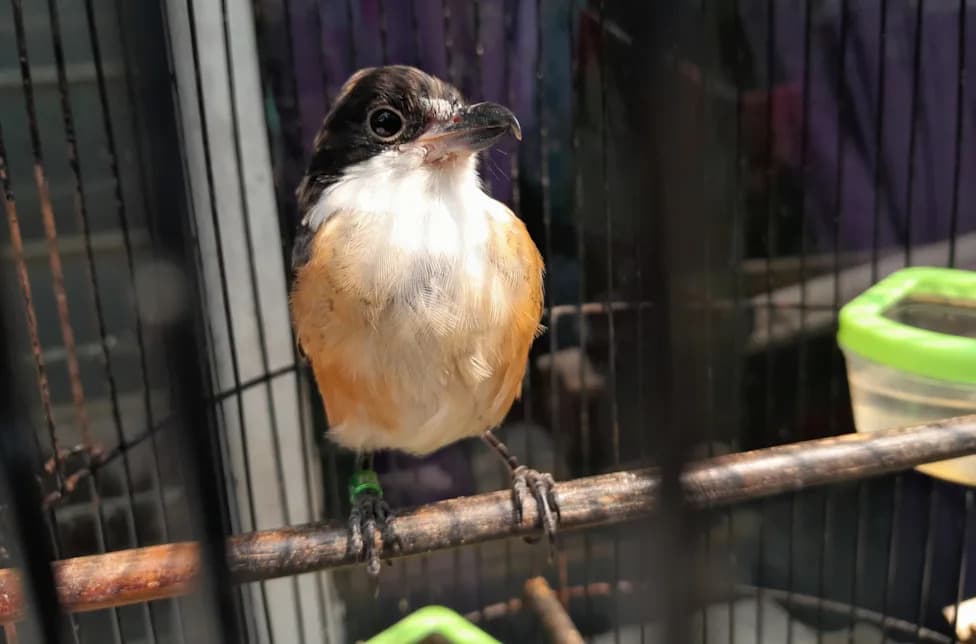 Indonesia’s Bird-Singing Craze Is Silencing Forests: Millions Of Wild Songbirds Trapped For Pets