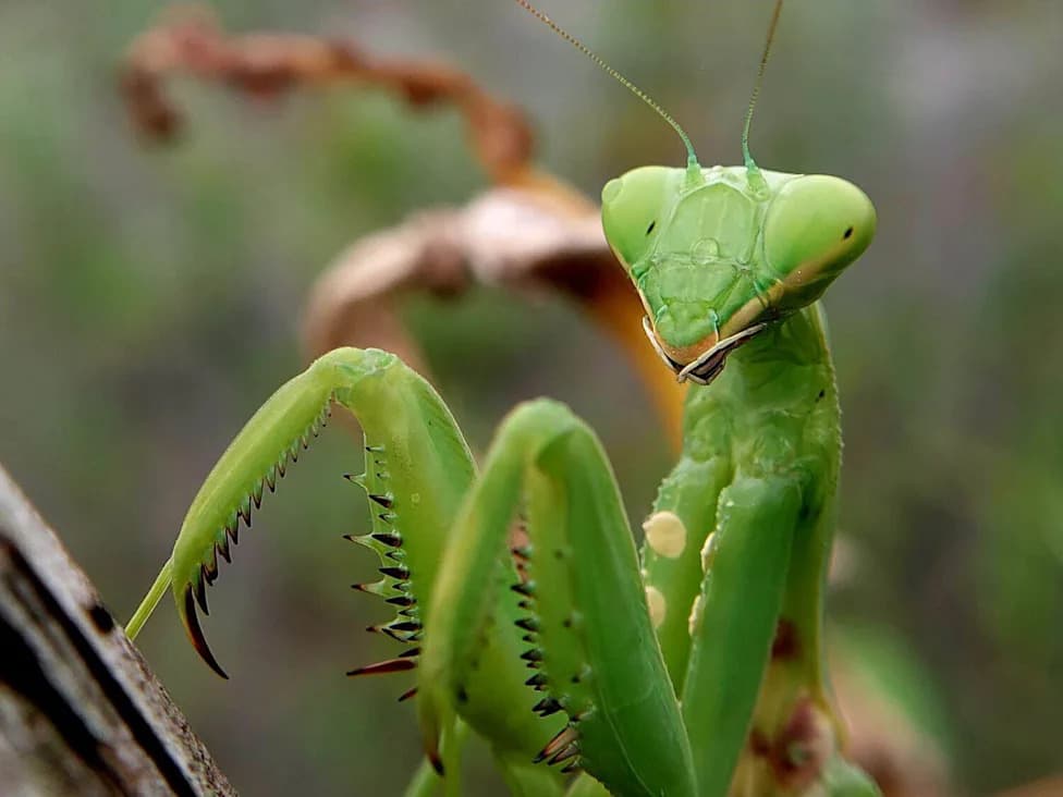 How Asian Praying Mantises Are Quietly Invading Europe — And What Can Be Done