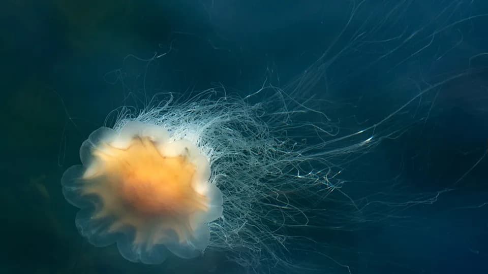 Giant Lion’s Mane Jellyfish With 120‑Foot Tentacles Swarm Cape Cod and New England Beaches — Officials Warn