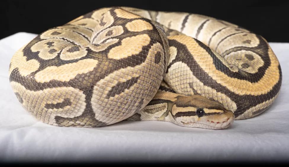 Hidden at Schiphol: Protected Ball Python Found Tucked in Traveler's Bra