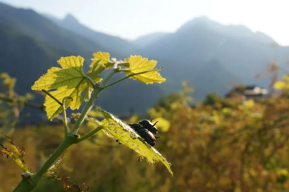 Invasive Japanese Beetle Creeps Through Northern Italy, Threatening Vineyards and Crops