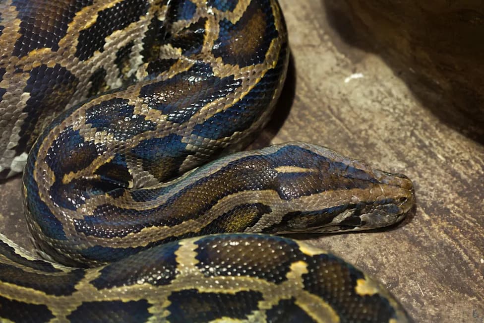 Florida Kicks Off 10-Day Burmese Python Hunt With $25,000 in Prizes to Protect the Everglades