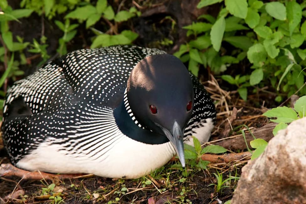 PFAS in New Hampshire Loon Eggs Raise Alarms for Lakes, Fish and Residents
