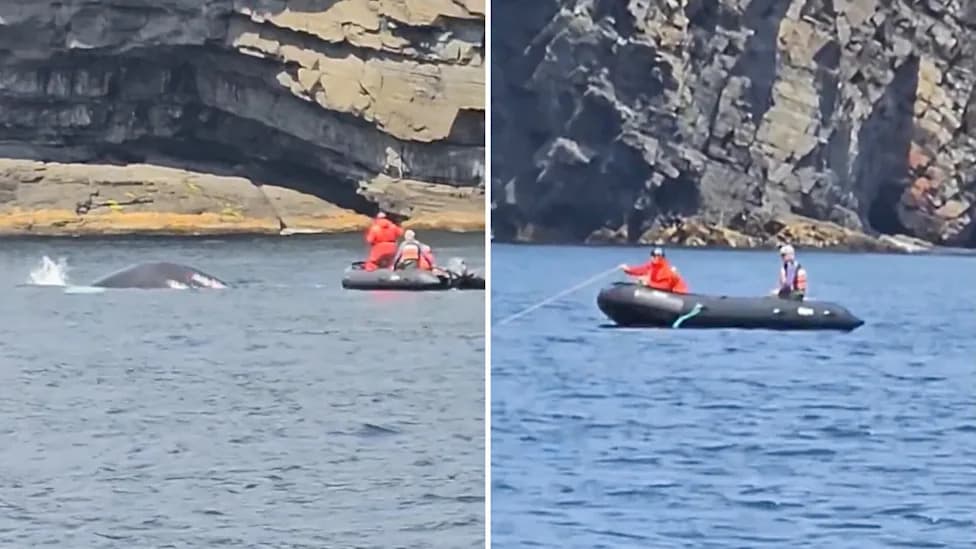 Humpback Freed After Fishing Nets Bound Its Head to Its Tail Off Newfoundland
