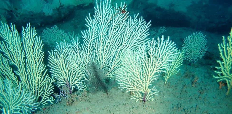 Coral Reef Long Thought Dead Rediscovered Off West Africa — Deep Reef Found Teeming With Life