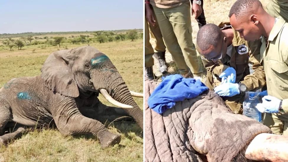 Vets Remove Arrowhead From Near Elephant’s Eye After Rangers Find Injured Bull In Kenya