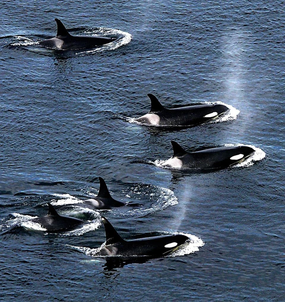 Rare Footage Shows Large Pod of Orcas Hunting Dolphins Off Monterey Bay