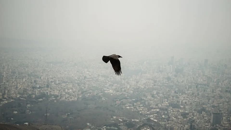Iran Conflict Puts Rare Wildlife and Fragile Ecosystems Under Siege