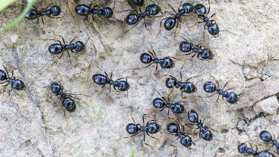 Michelin-Star Restaurateur Could Face Jail and Fine After Serving Ants As Dessert Garnish