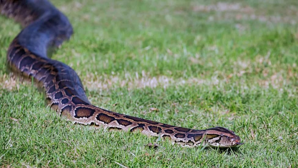 Burmese Pythons Establish New Colony Beyond the Everglades in Western Charlotte County, Florida