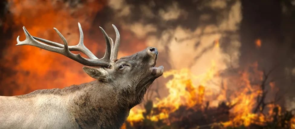 Canada's 2026 Wildfires: How Animal Habitats Are Destroyed — And What Happens Next