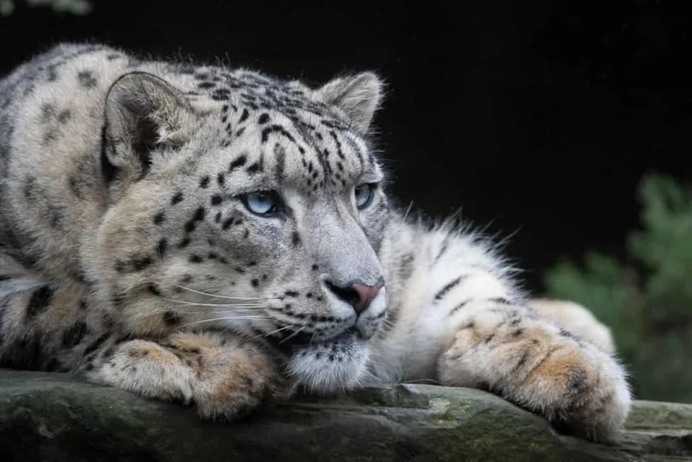 Soil Fungus Threatens Snow Leopards — Valley Fever Affects Wildlife and People