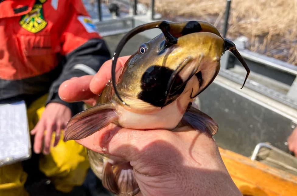 Contagious Melanoma Detected in Lake Fish — First Transmissible Cancer Found in a Freshwater Species