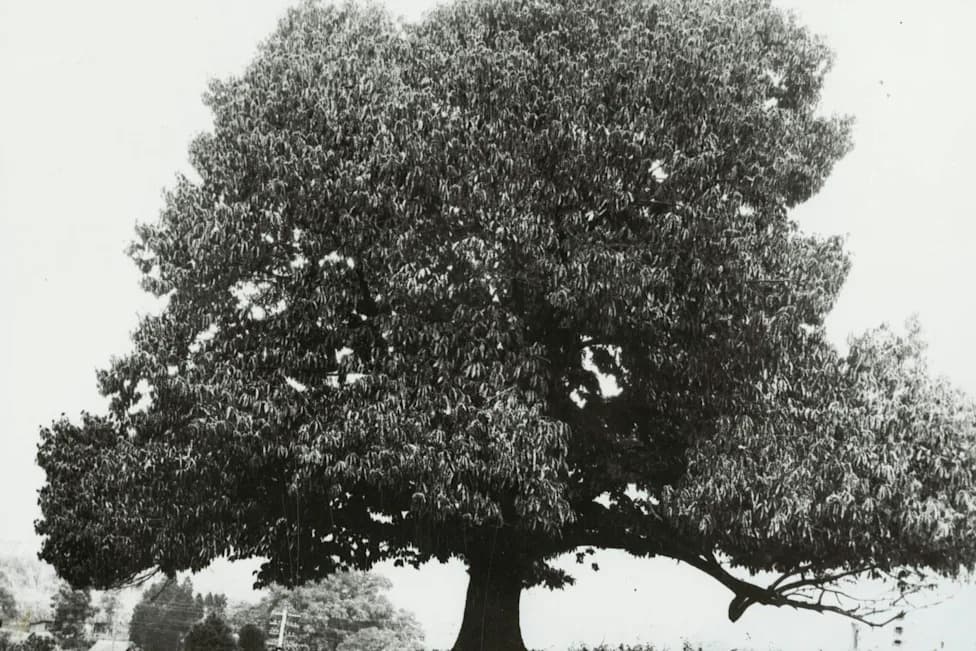 Genomics and Gene Editing Offer New Hope — Can They Restore the American Chestnut?