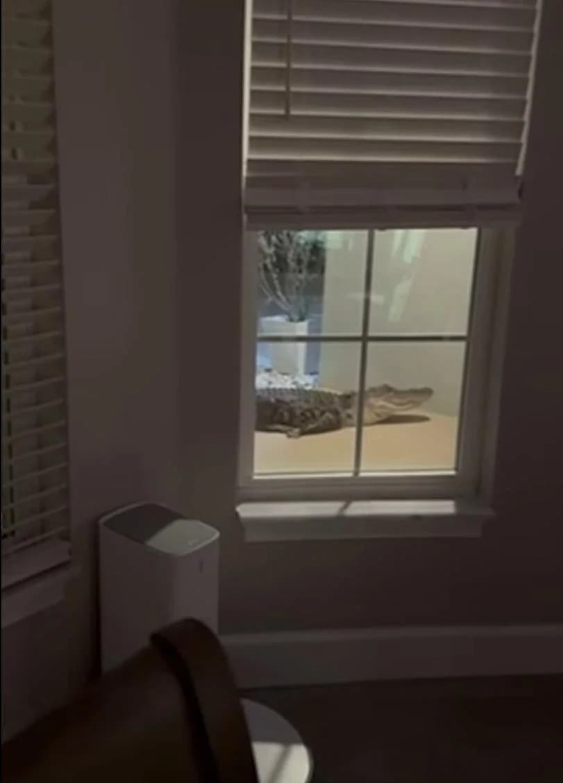 Security Camera Wakes Florida Family to 8-Foot Alligator Banging on Front Door