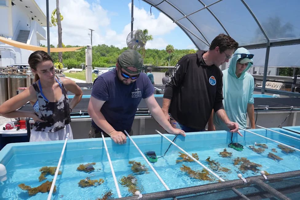 Florida Scientists Move 30 Endangered Elkhorn Coral Ashore Ahead of Potentially Severe Bleaching