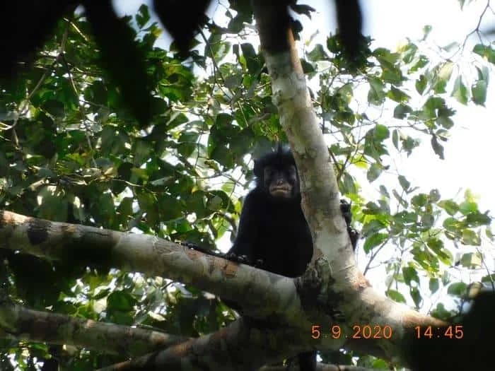 Forgotten Photo Leads to Discovery of One of Africa’s Rarest Monkeys: The Likweli (Colobus congoensis)