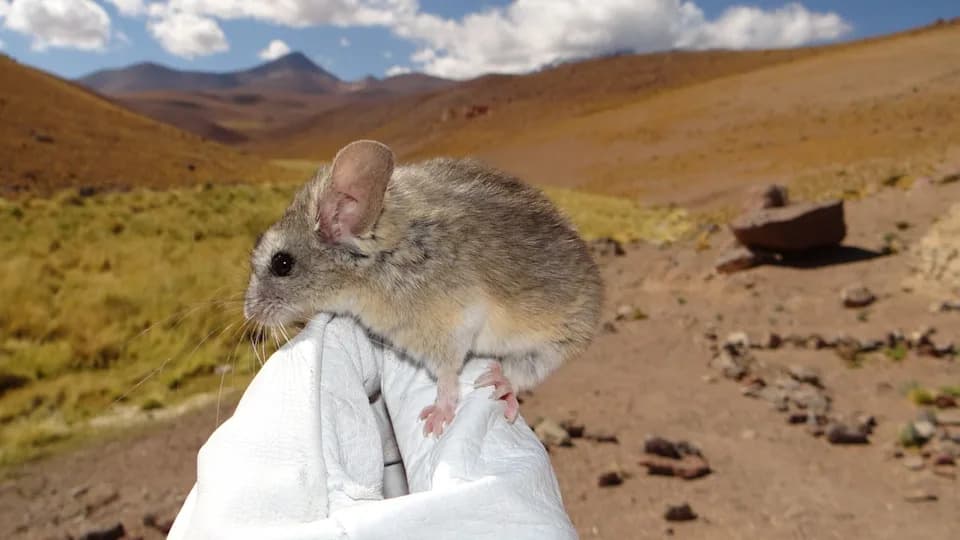 How Mice Thrive On Godforsaken Volcano Summits: Surviving At 22,110 ft By Eating Toxic Plants